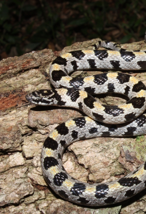 Picture of Short-tailed Snake (Lampropeltis extenuata) | U.S. Fish & Wildlife Service